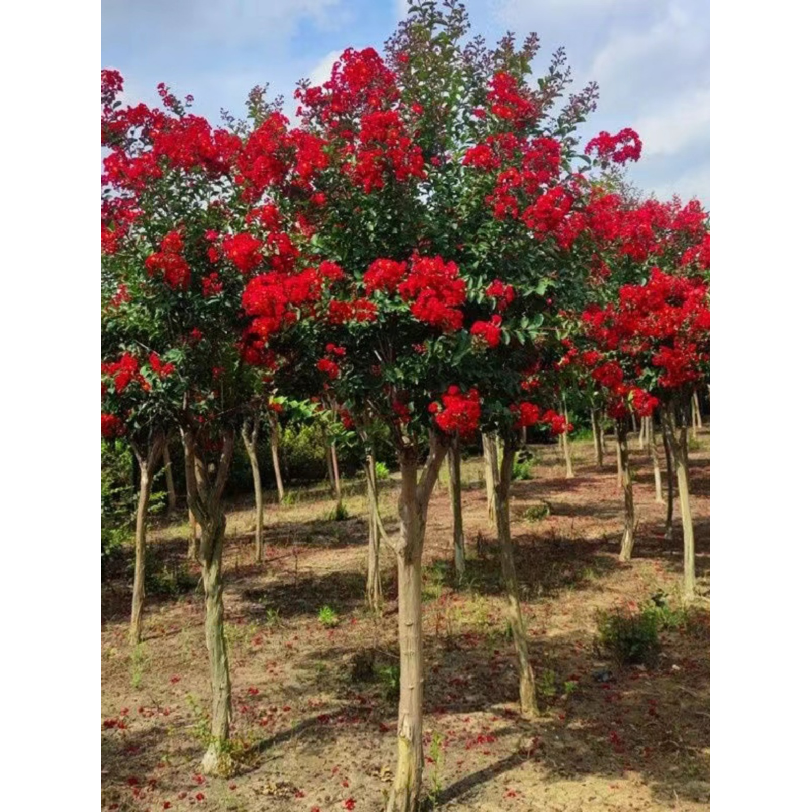 紫薇树苗盆栽地栽火红球树苗别墅庭院绿化植物花卉四季开花紫薇树