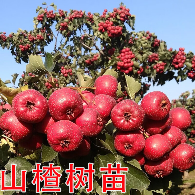 山楂树苗大五棱山甜红子大金星南方北方种植庭院盆栽地栽嫁接果树