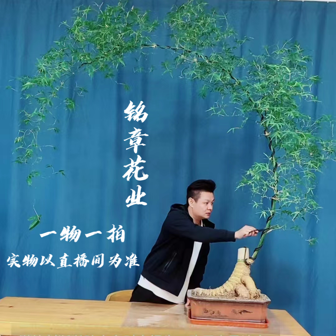 顺丰包邮～小叶簕竹~竹子~竹子盆景（一物一拍，实物以直播间为准）