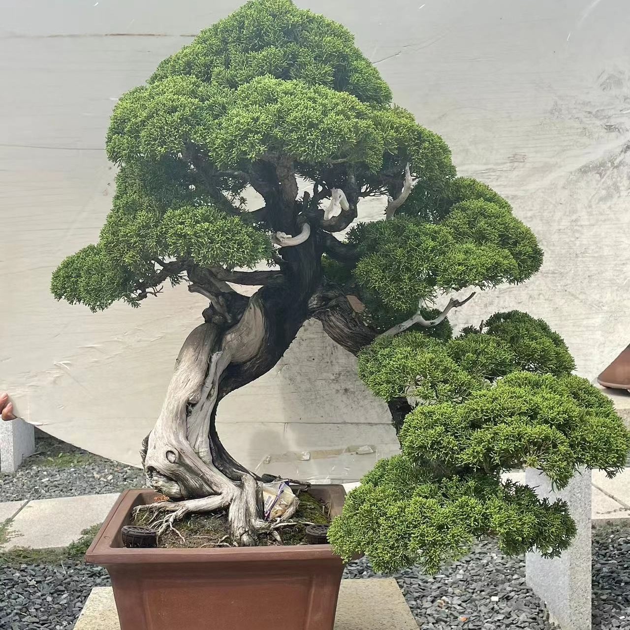 夏季精品定制真柏黑松罗汉松盆景室内外观赏盆景原盆一物一拍