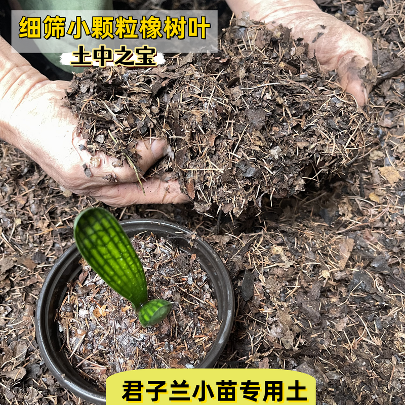 君子兰小苗营养配方土过筛腐叶碎土橡树叶松针5斤装颗粒专用养殖