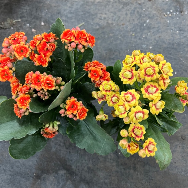 长寿花组合2盆（洛桑女神➕银丝雀）