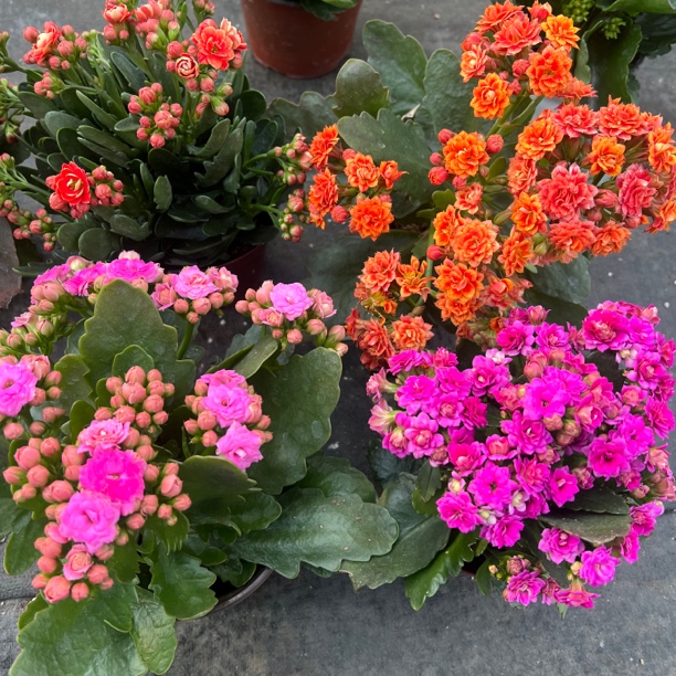 长寿花园～【烟花➕丽娜➕莱蕊➕烟火】
