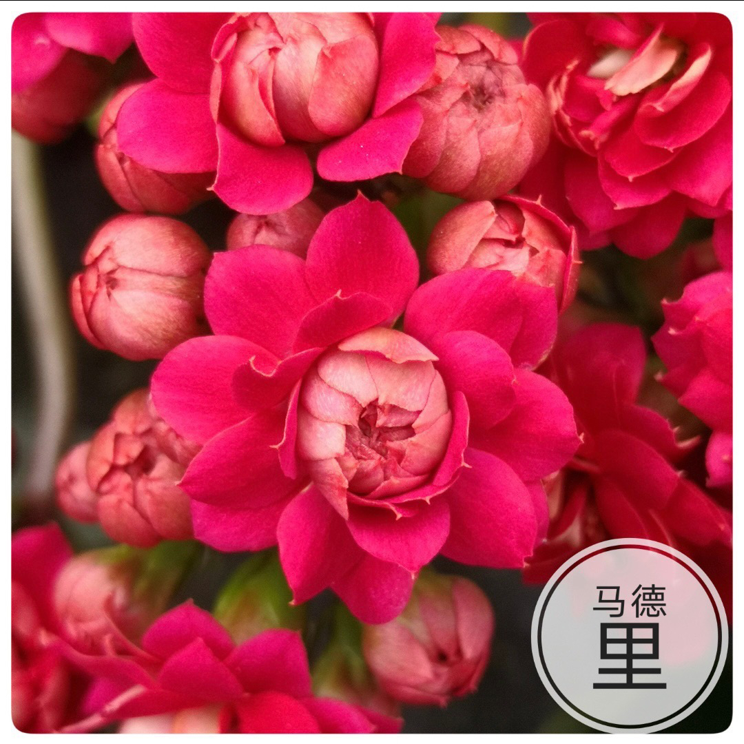 长寿花园～【马德里】
