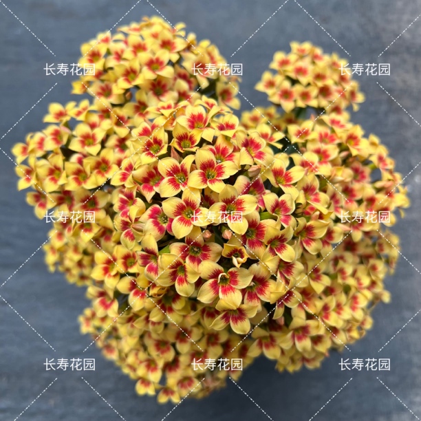长寿花园～【雷米】110盆