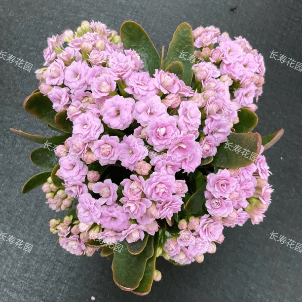 长寿花园～【梅尔蒂斯】昊景杯