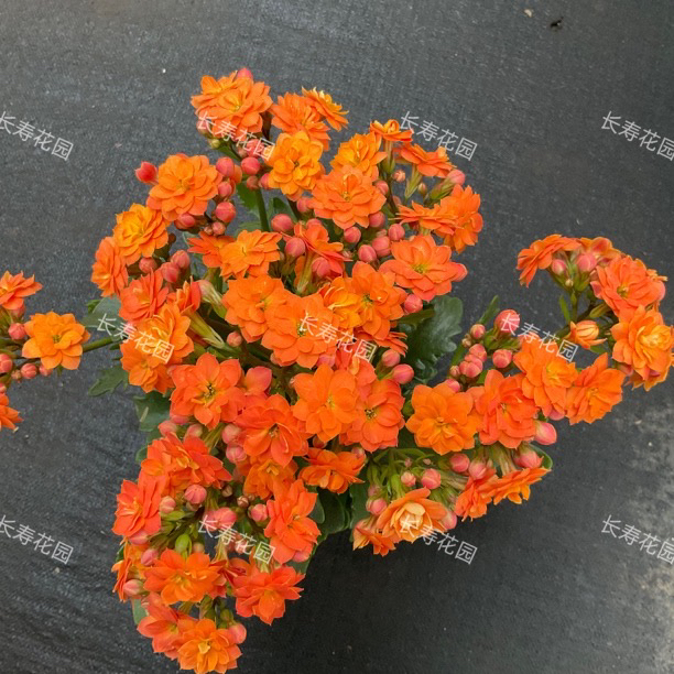 长寿花园～【索尔丹】110盆