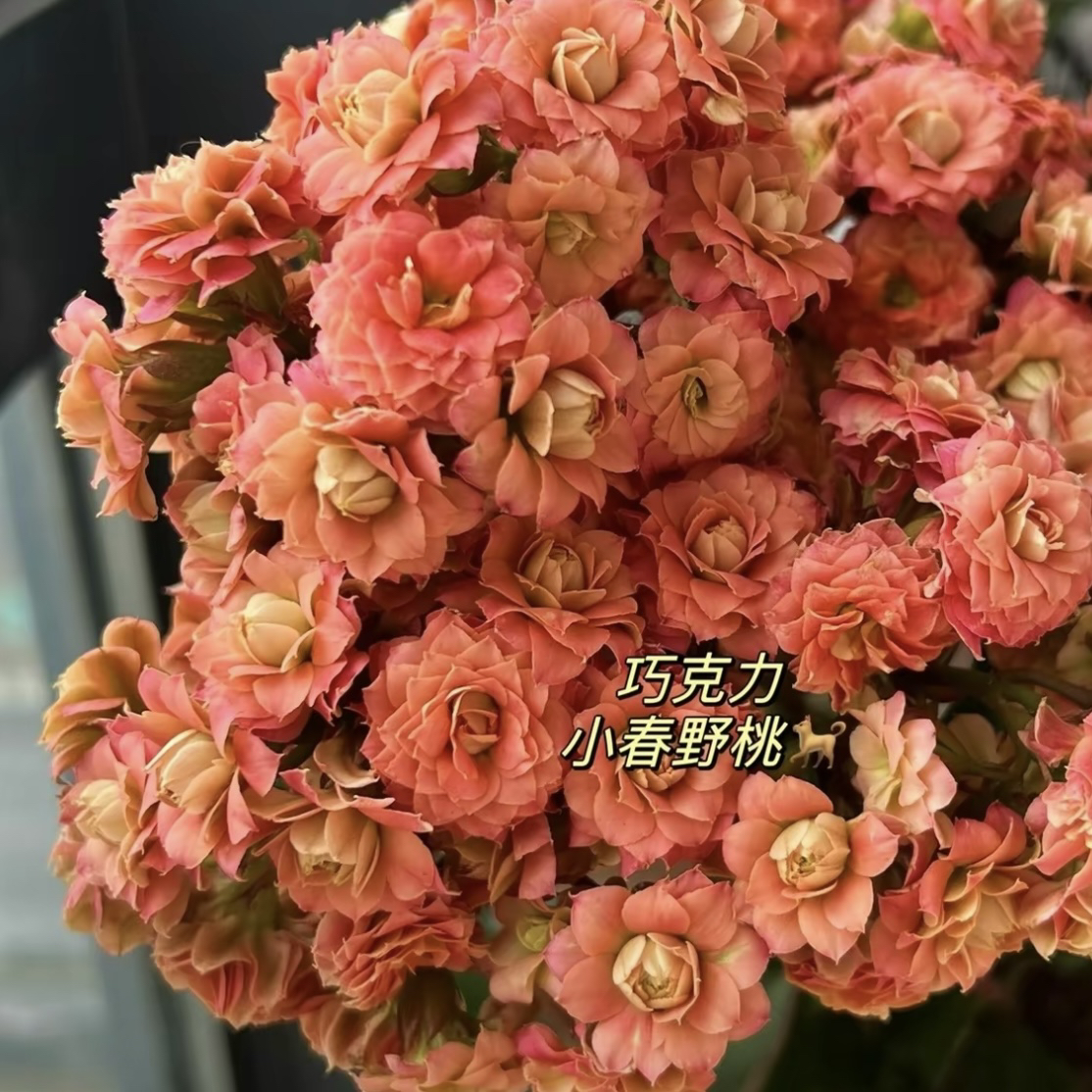 长寿花园～【巧克力】超大花