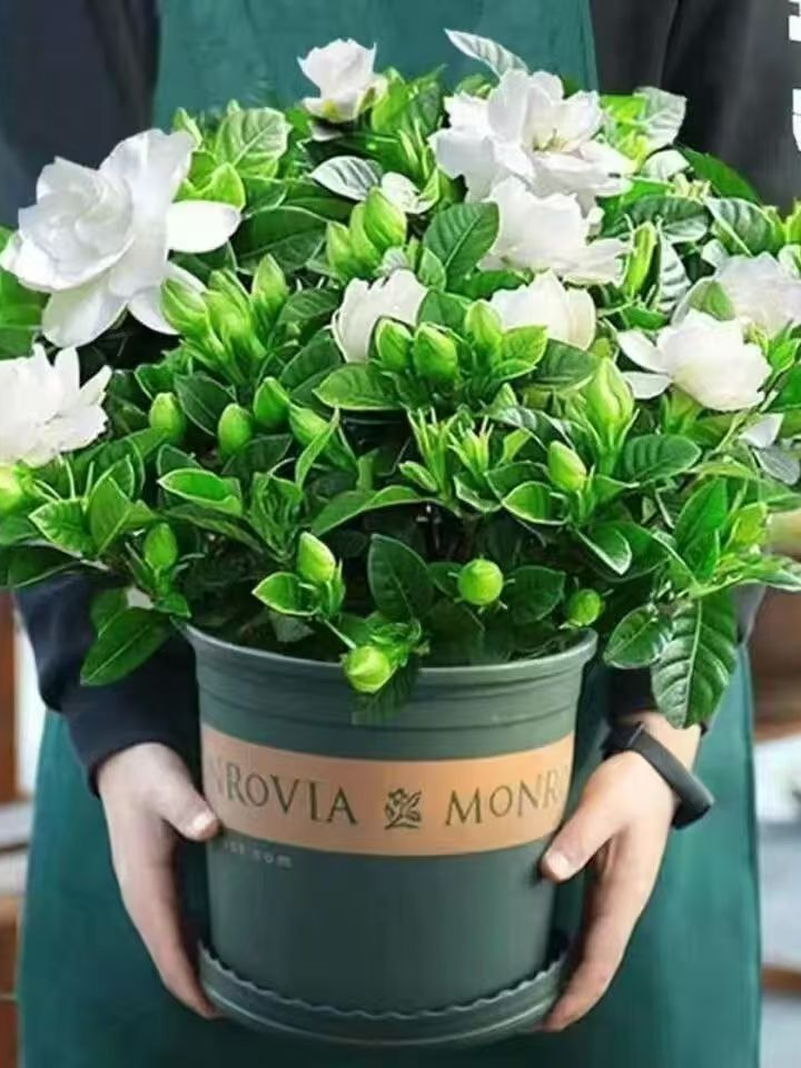 绿植园艺改价专用