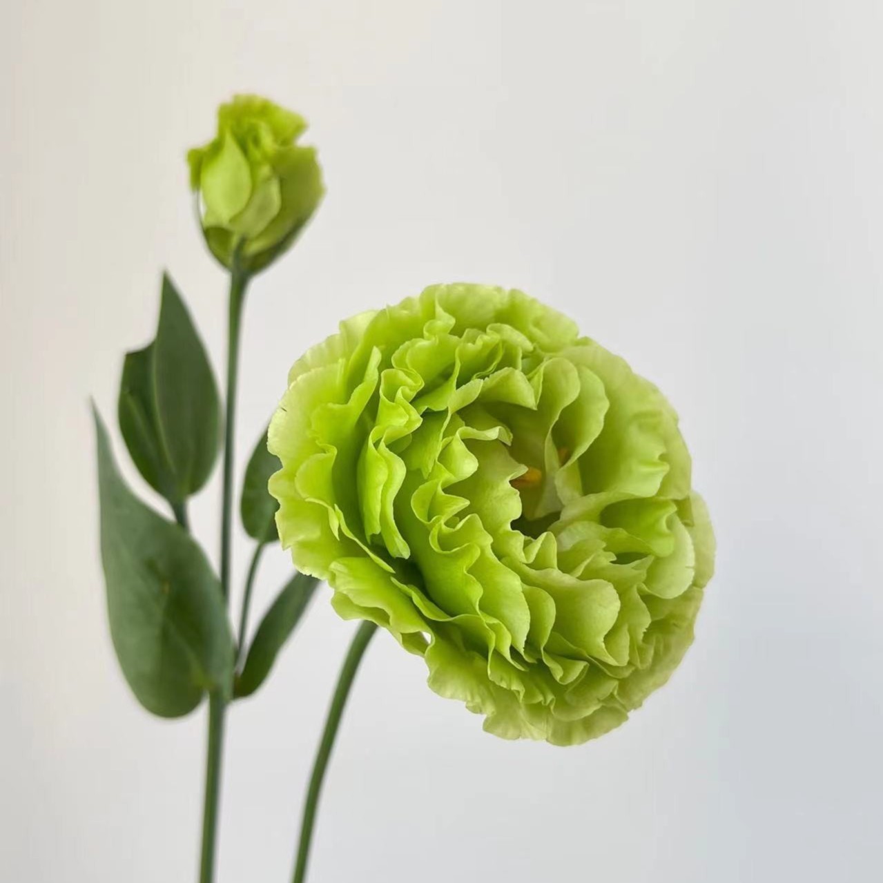 洋桔梗鲜花插花云南昆明直发家庭水养鲜切花束手捧花洋吉梗桔梗花