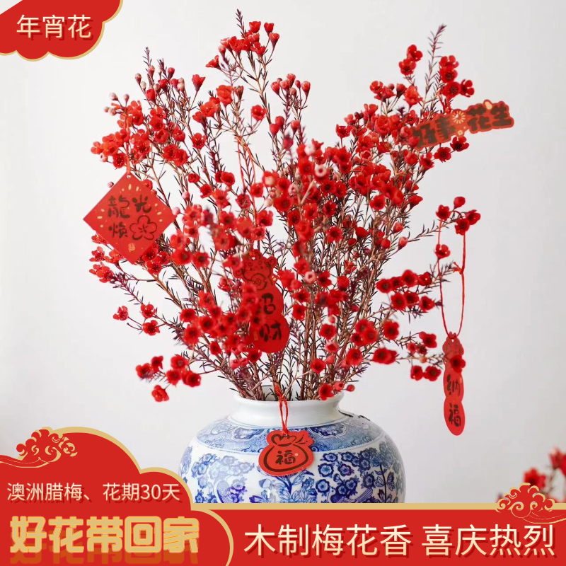【年宵花】澳洲腊梅、淡淡松香味、基地直发、好养护、超长待机