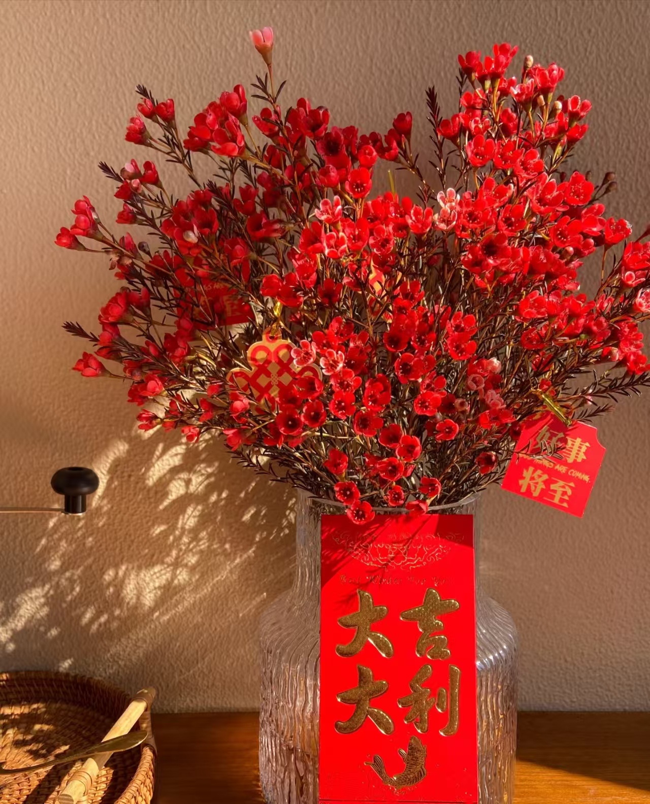 【澳洲腊梅】年宵花、好养护花期长 红红火火，春意盎然