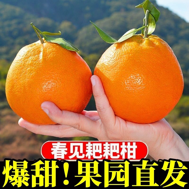 【超值10斤】四川眉山春见耙耙柑现摘现发新鲜应季水果柑橘丑柑包邮