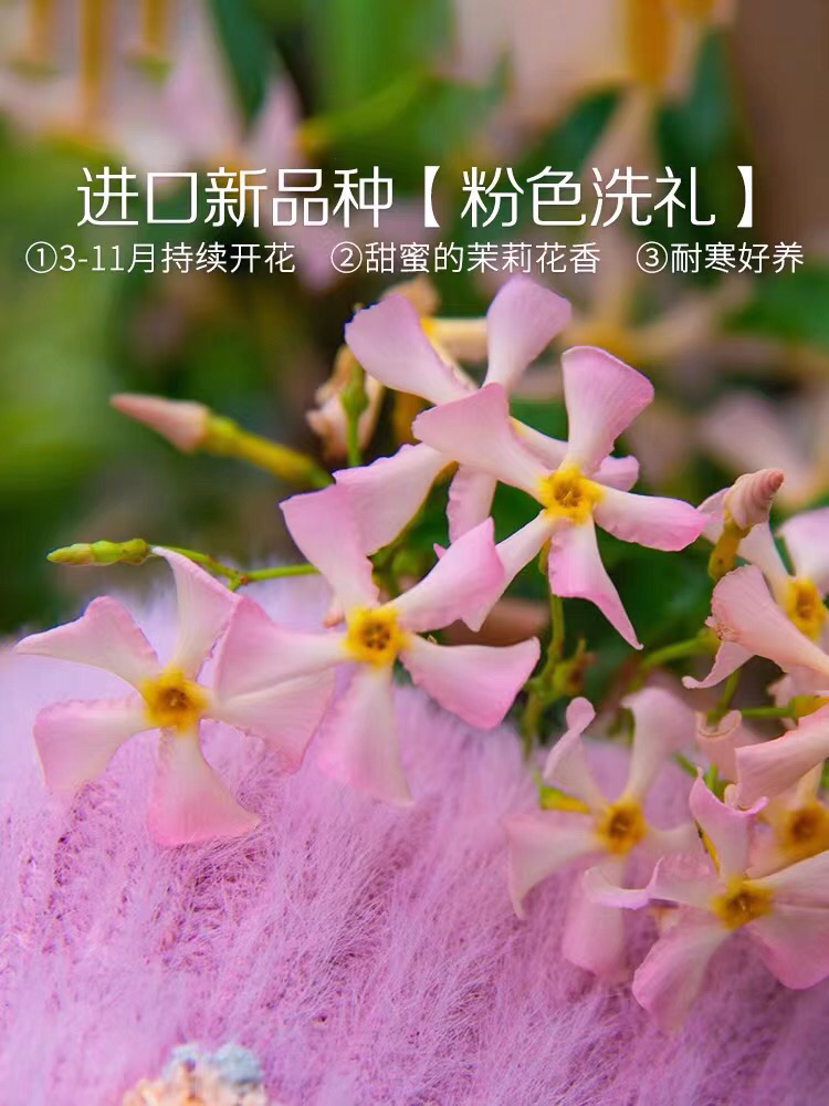 风车茉莉爬藤植物垂丝络石藤四季开花阳台花卉盆栽常青绿植
