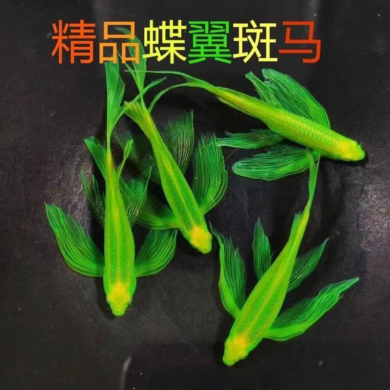 直播间一缸一拍套餐精品蝶翼斑马翡翠绿长鳍长尾宛如仙子大尺寸