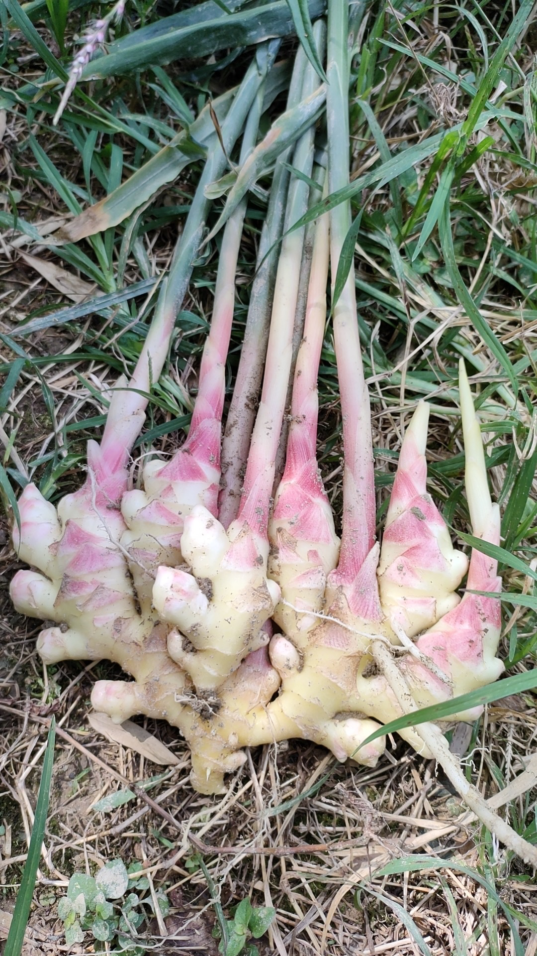 恩施小黄姜脆嫩无筋新鲜现挖红芽嫩小黄姜当季蔬菜可做泡糖醋姜