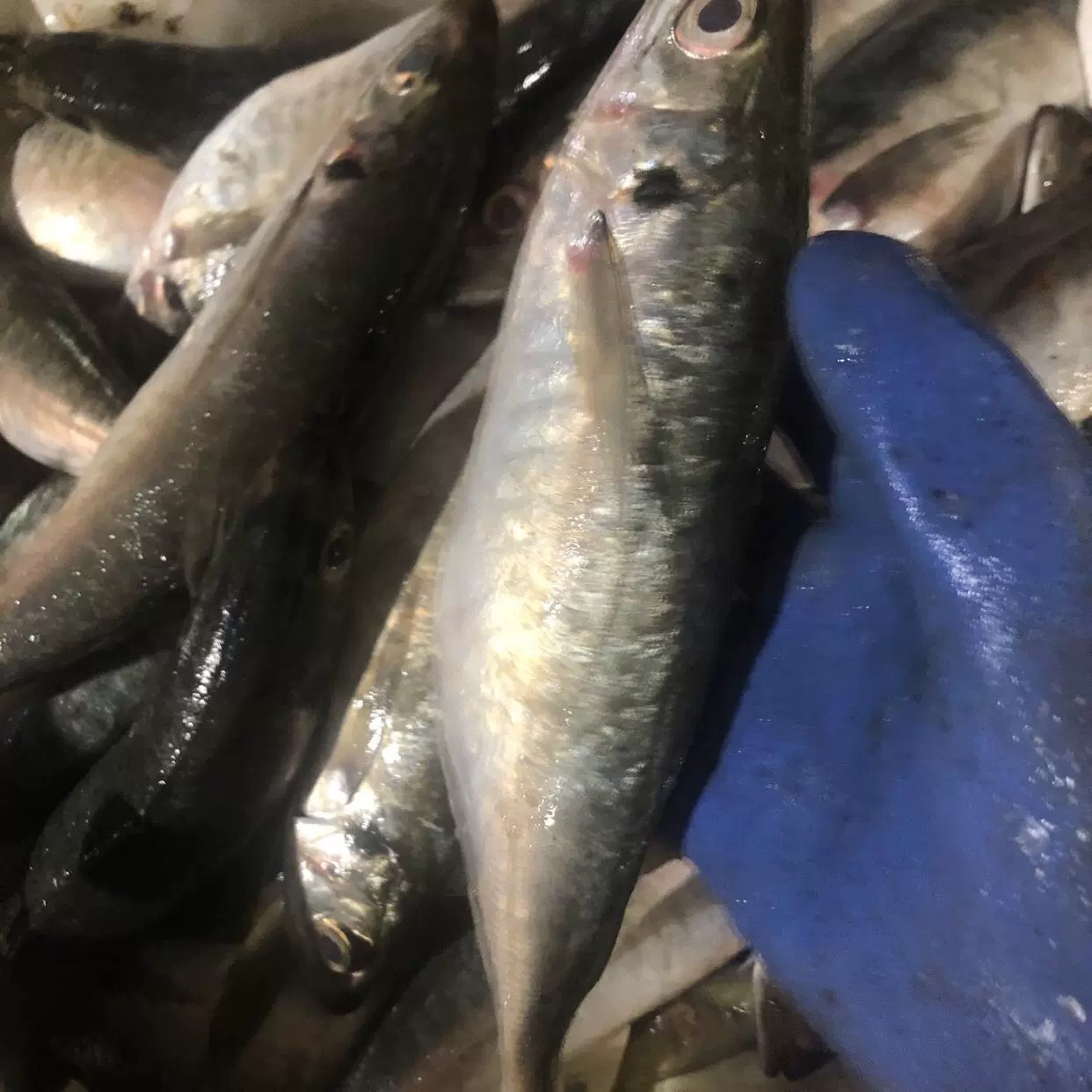 新鲜速冻海捕巴浪鱼7斤，8两左右/条