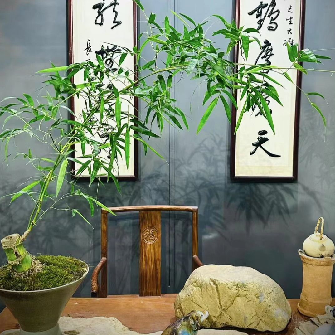 网红小叶勒竹基地直发  直播间一物一拍  茶空间文人空间庭院景观
