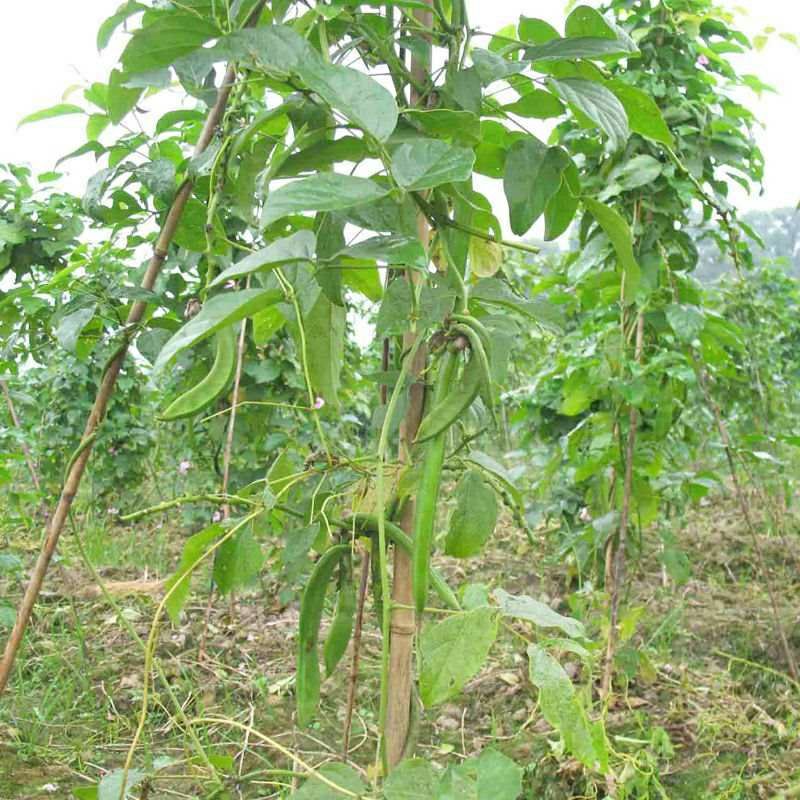 刀豆种子大红刀豆巨型大豆角种籽巴西豆四季蔬菜爬藤菜豆角种子