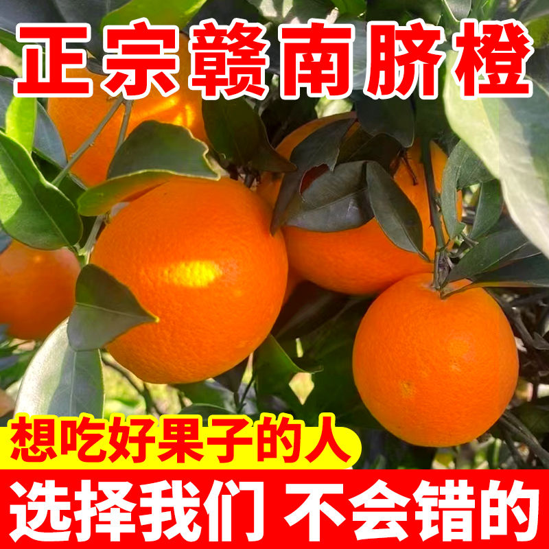【超低价】正宗江西赣南脐橙1-9斤新鲜橙子赣南脐橙直播间橙子批发