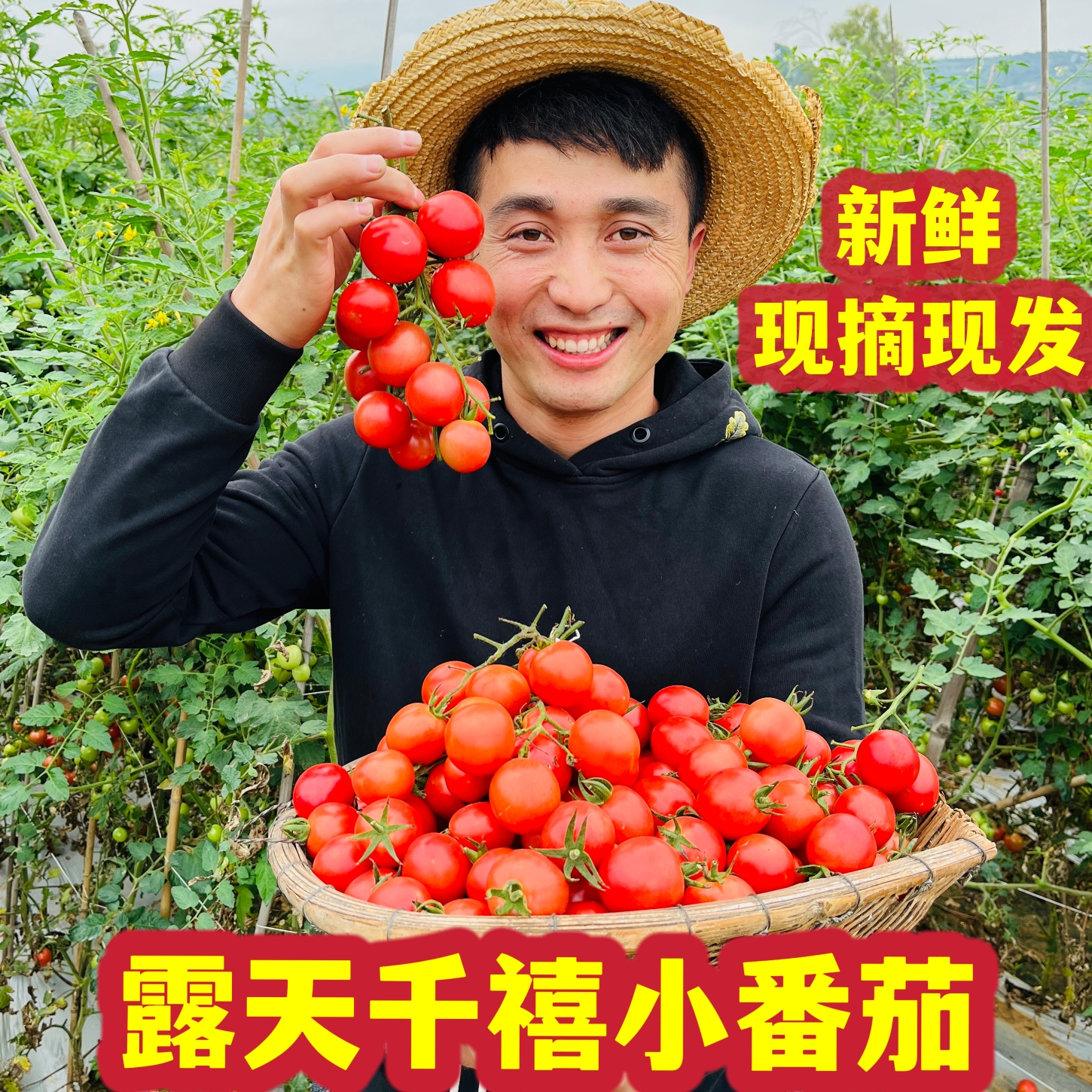 【露天千禧小番茄】四川攀枝花露天千禧小番茄新鲜蔬菜水果圣女果