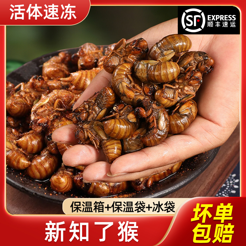 知了金爬叉节流龟山东新鲜活体速爬叉猴唐僧肉特产蝉油炸烧烤