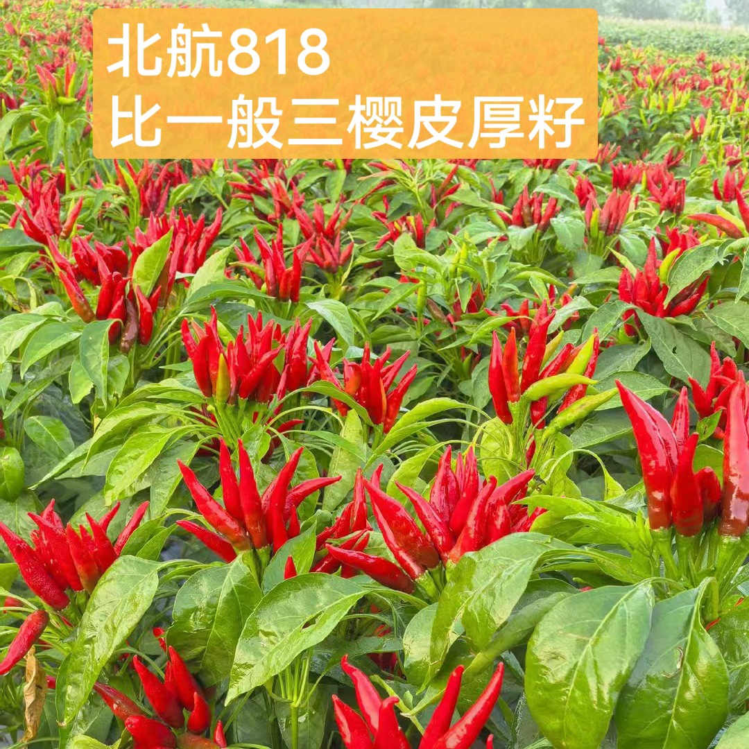北航818 亩产干椒800斤