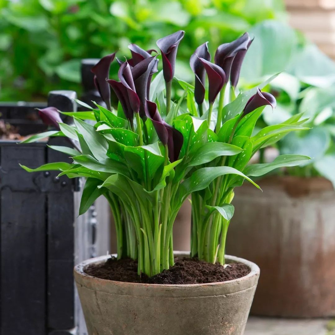 花自开马蹄莲种球彩色马蹄莲带芽多年生春季球根观赏花卉黄色红色