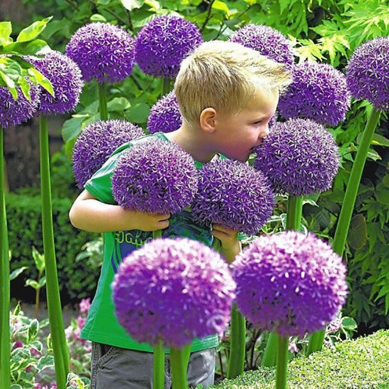 花自开大花葱种球多年生耐寒球根花卉粉色紫色花期长好养护浇水少