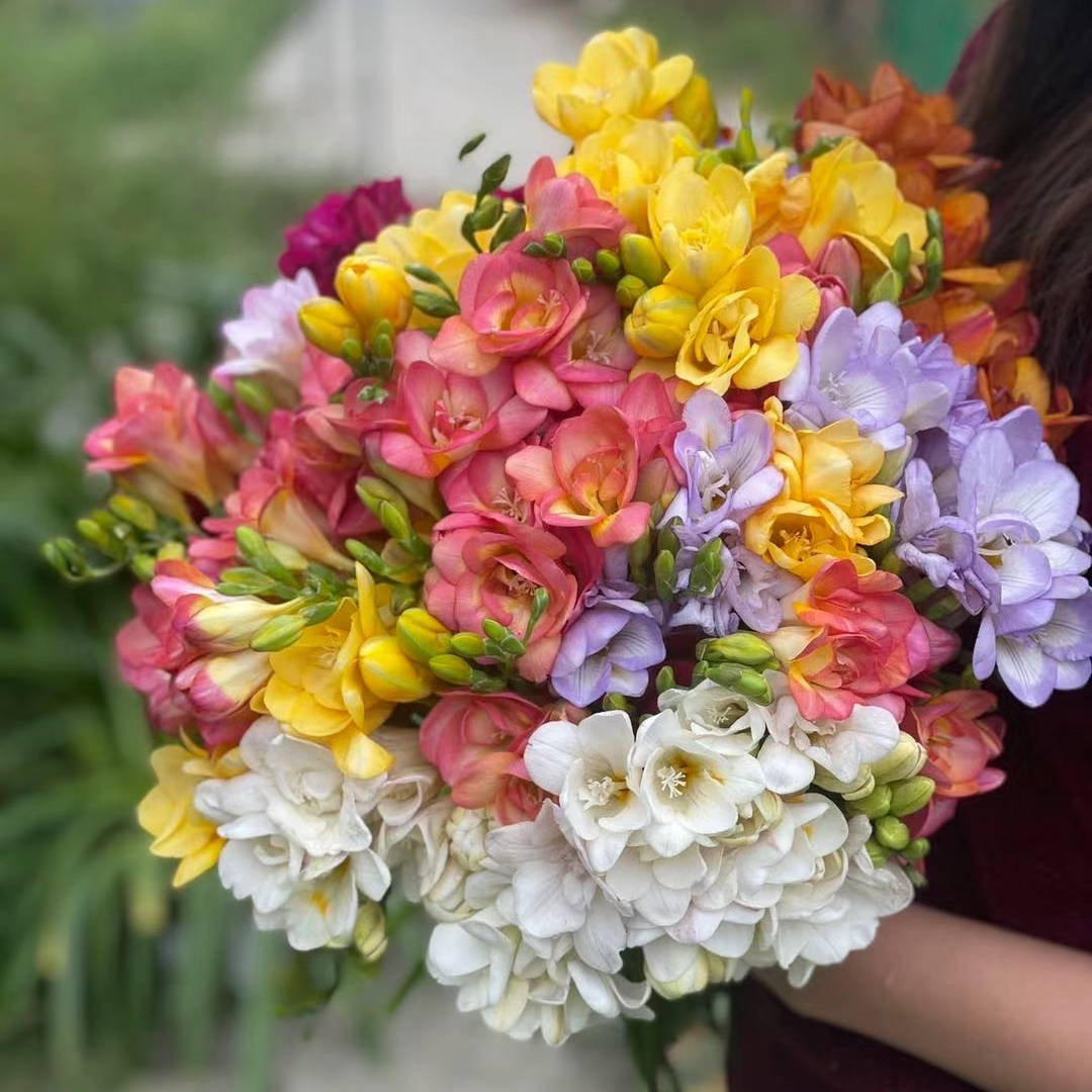 花自开香雪兰多年生球根种球花卉新手易养小苍兰开花带香味