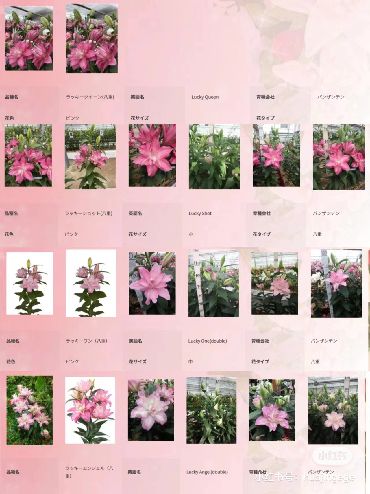 【新品】香水百合基地现彩直发飘香四溢赠佳人