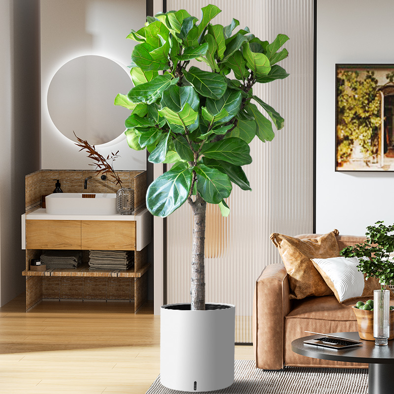 琴叶榕盆栽室内大叶老桩网红绿植办公室北欧大型植物客厅落地好养