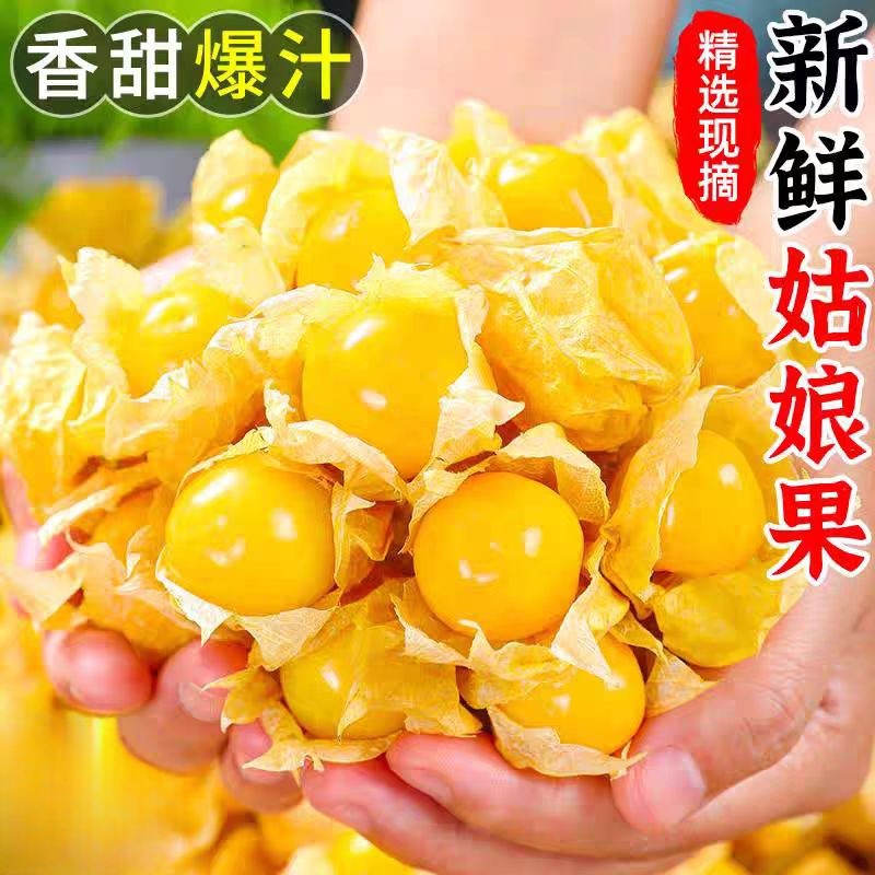 【东北头茬姑娘果！】新鲜采摘东北灯笼果头茬大果当季水果整箱包邮