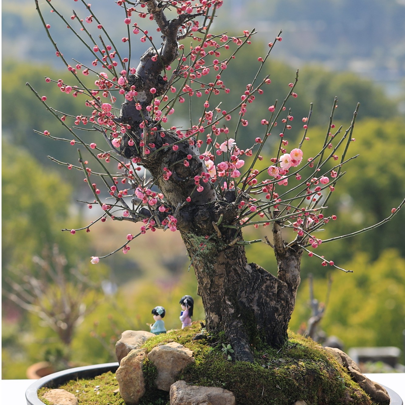 浓香耐寒耐热梅花盆景老桩