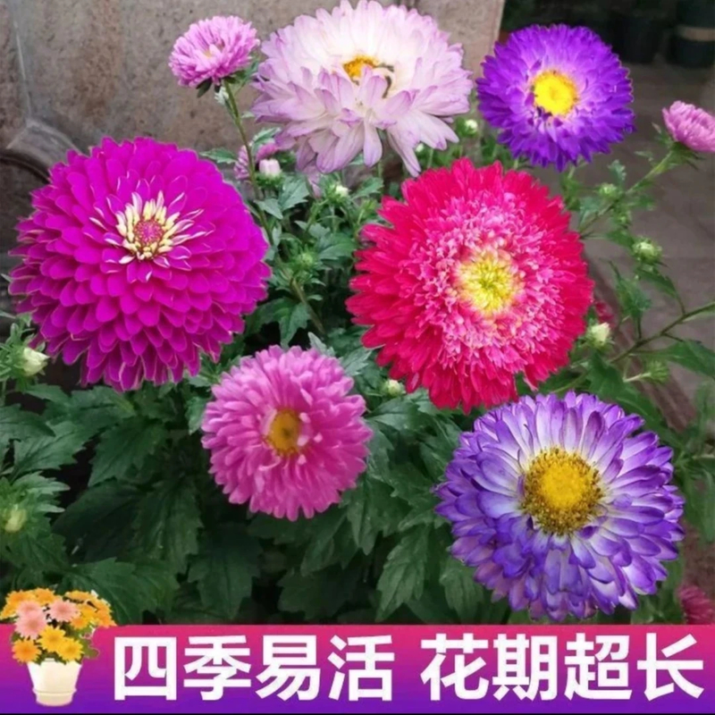 【混色糖果菊花卉种子】耐寒易种阳台庭院植物种子四季种植