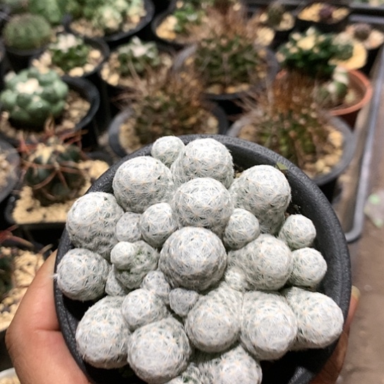 自根姬春星仙人球