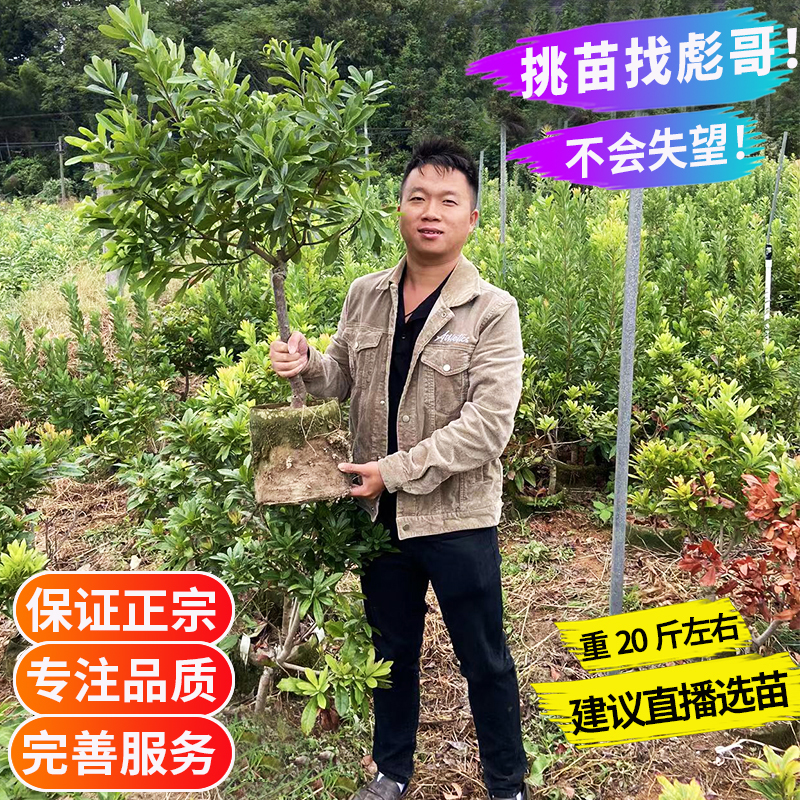 正宗绿植盆景王子安海东魁黑炭常青树盆栽庭院别墅绿化一物一拍