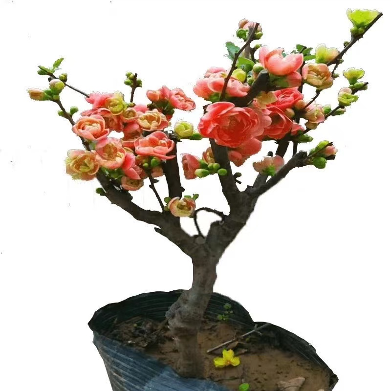 四季海棠花初心东洋锦凌之舞耐热耐寒盆栽地栽南方北方种植带花苞