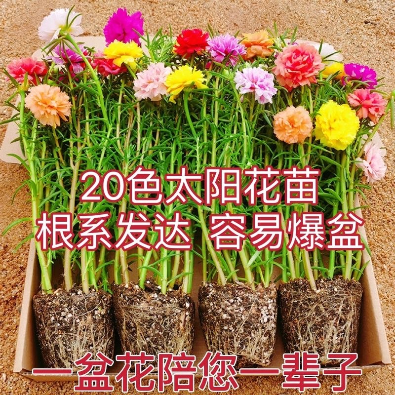 [带根带土]太阳花苗混色重瓣盆栽带花苞四季开花室外阳台庭院