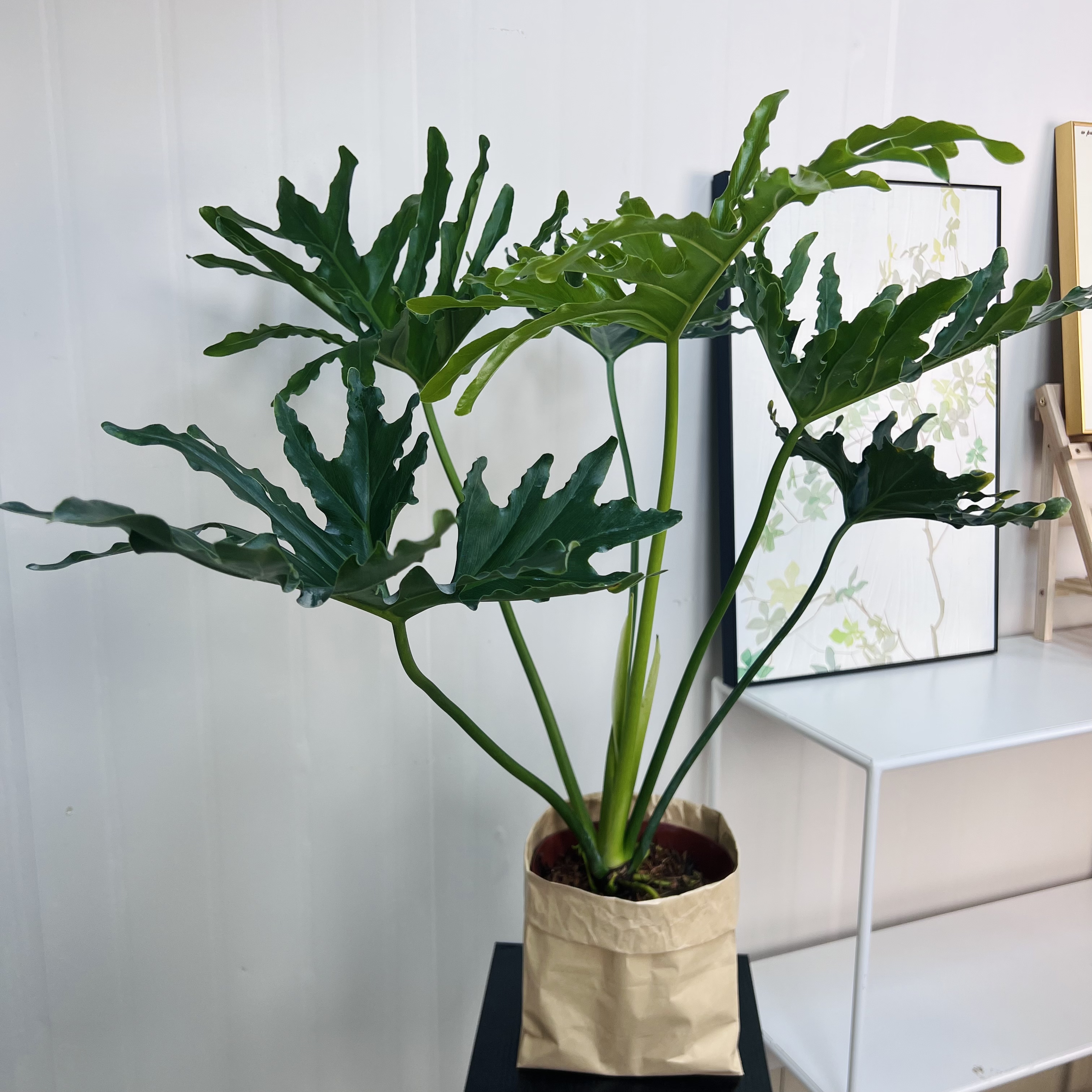 3年苗春羽老盆口室内绿植原盆红盆