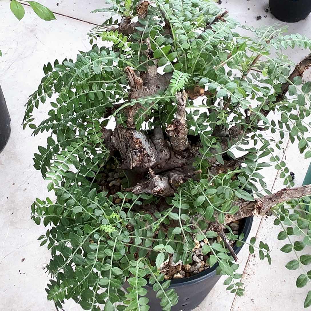 潮流植物尼勒达乳香系列