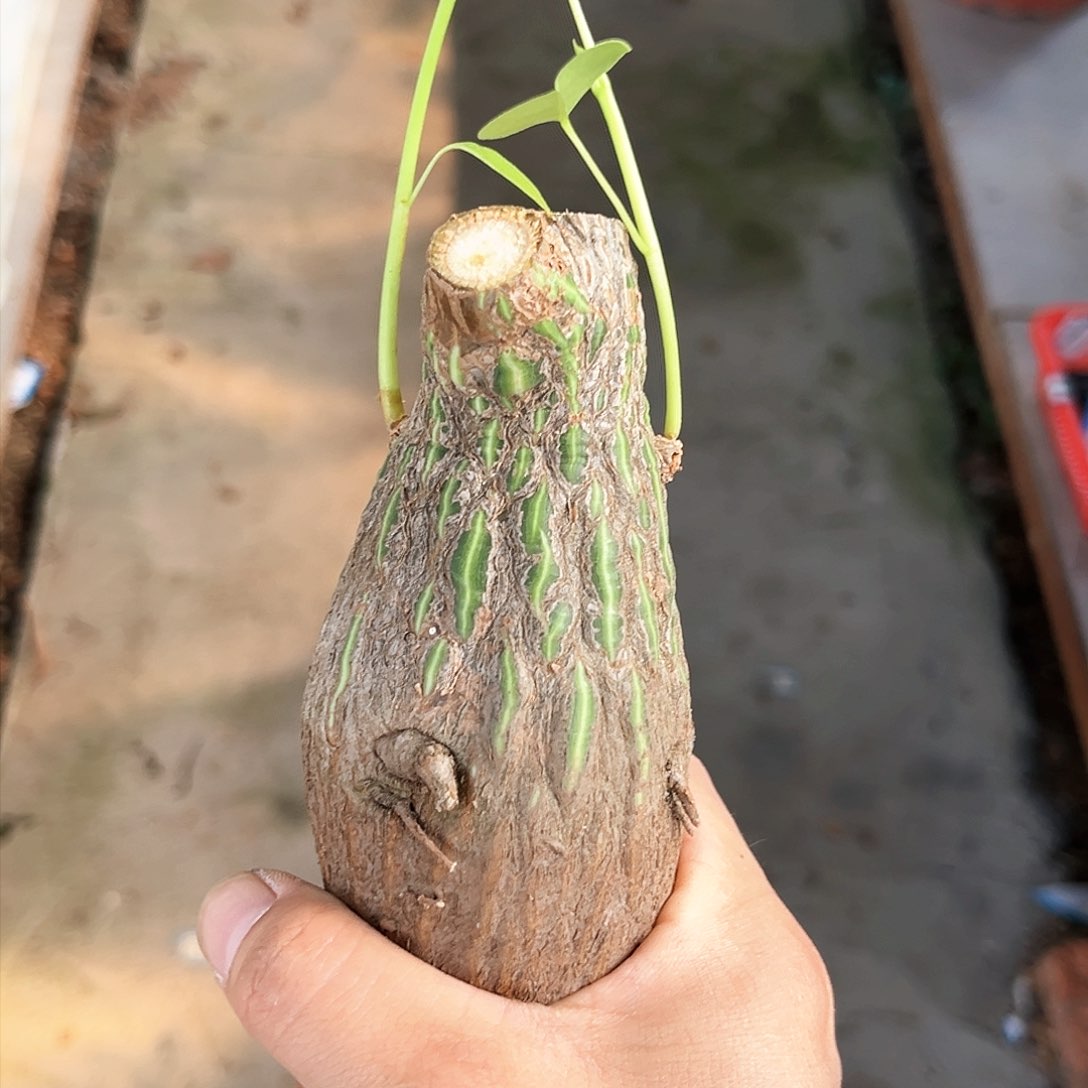 潮流植物龟甲木棉