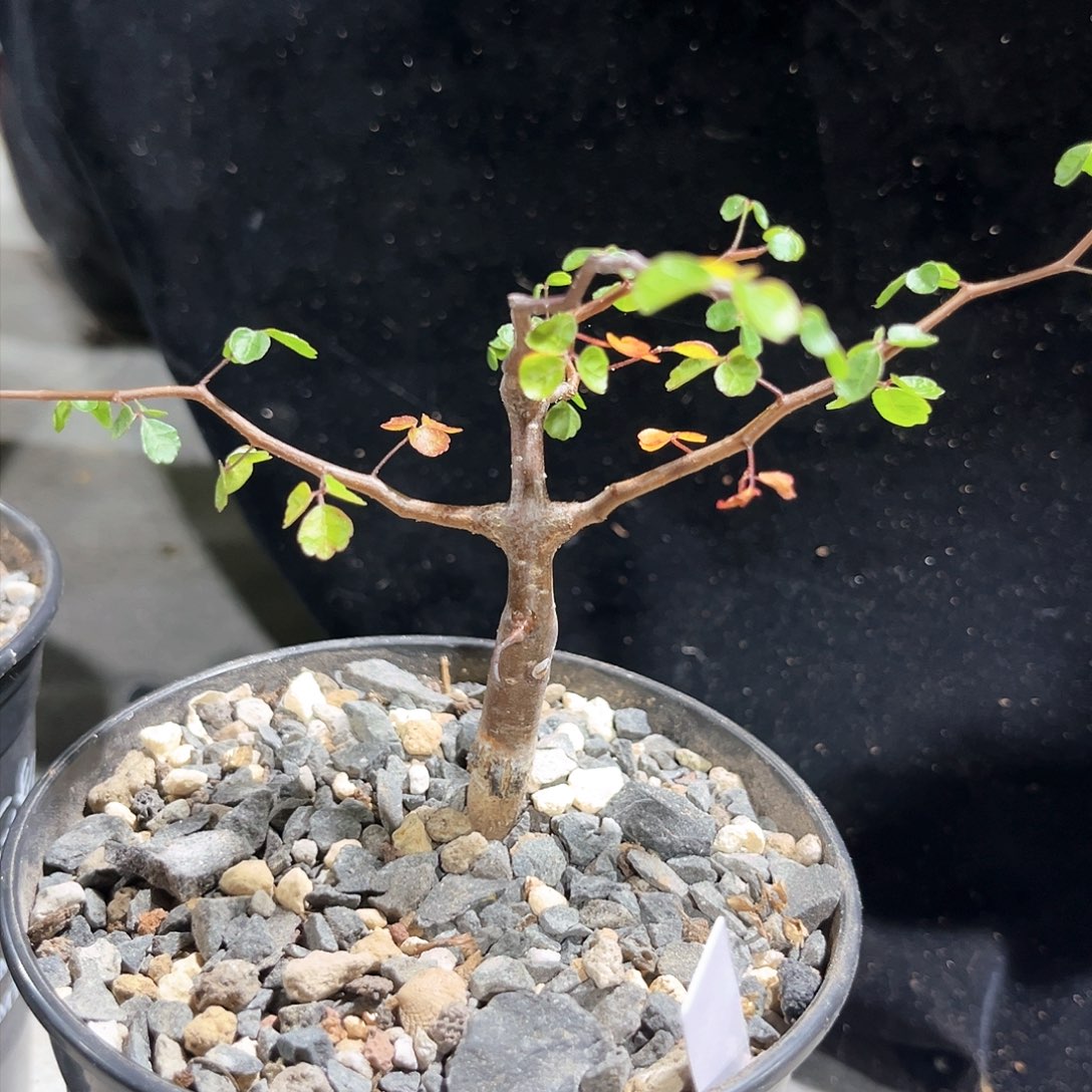 波叶橄榄，潮流植物