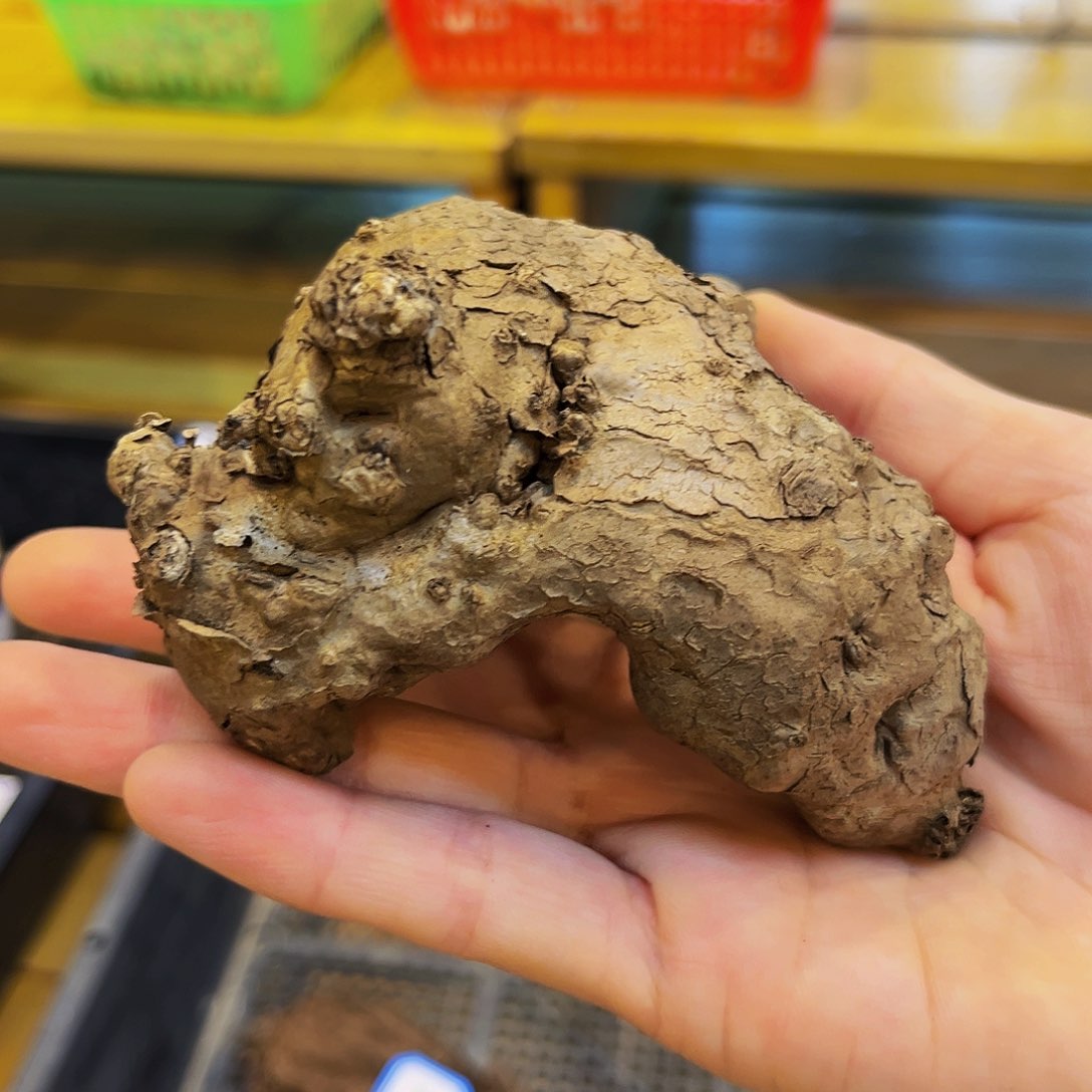 潮流植物，一叶龟，镂空型