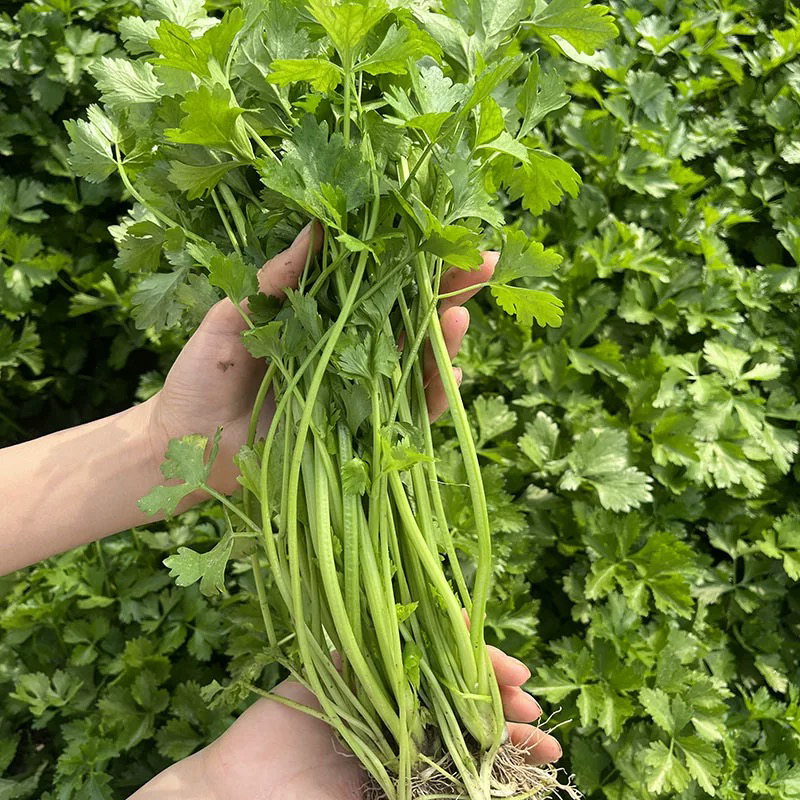 本地芹菜（农户代卖）
