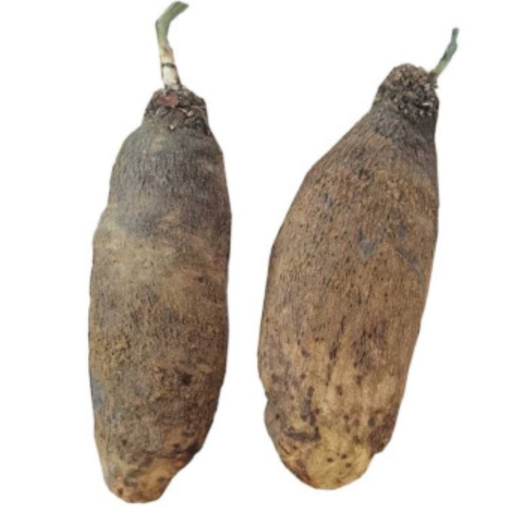 湖南本地（沙泉）白薯