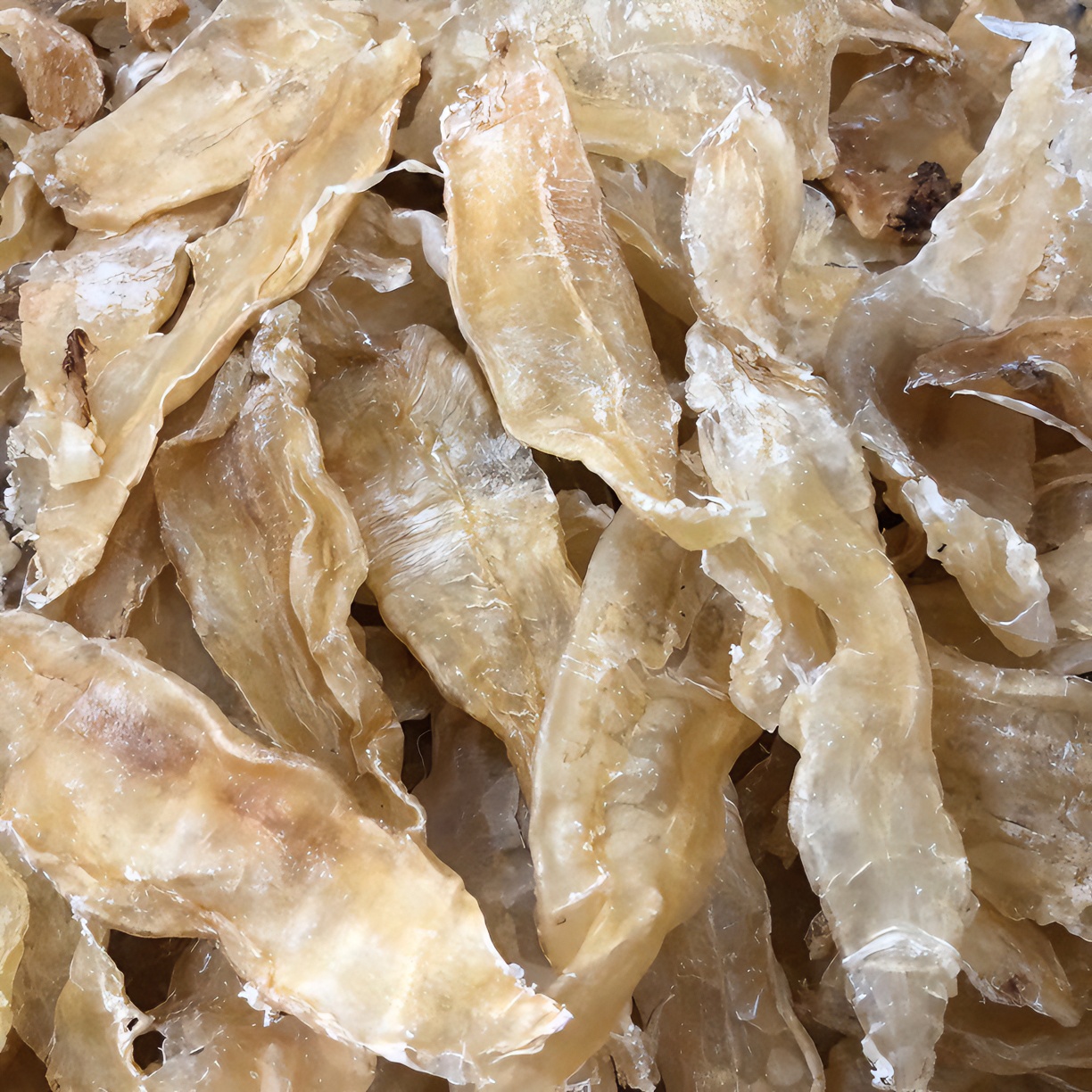 广东南海·碣石湾公母小金龙鱼胶．规格/重量250g-500g