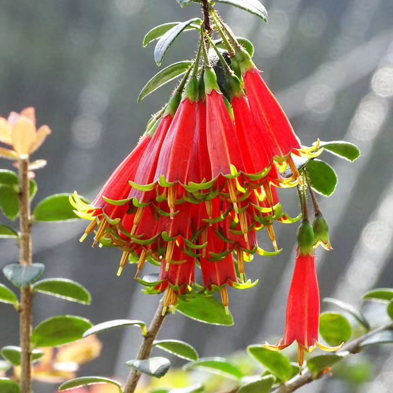   盆景茶台办公桌书桌摆件