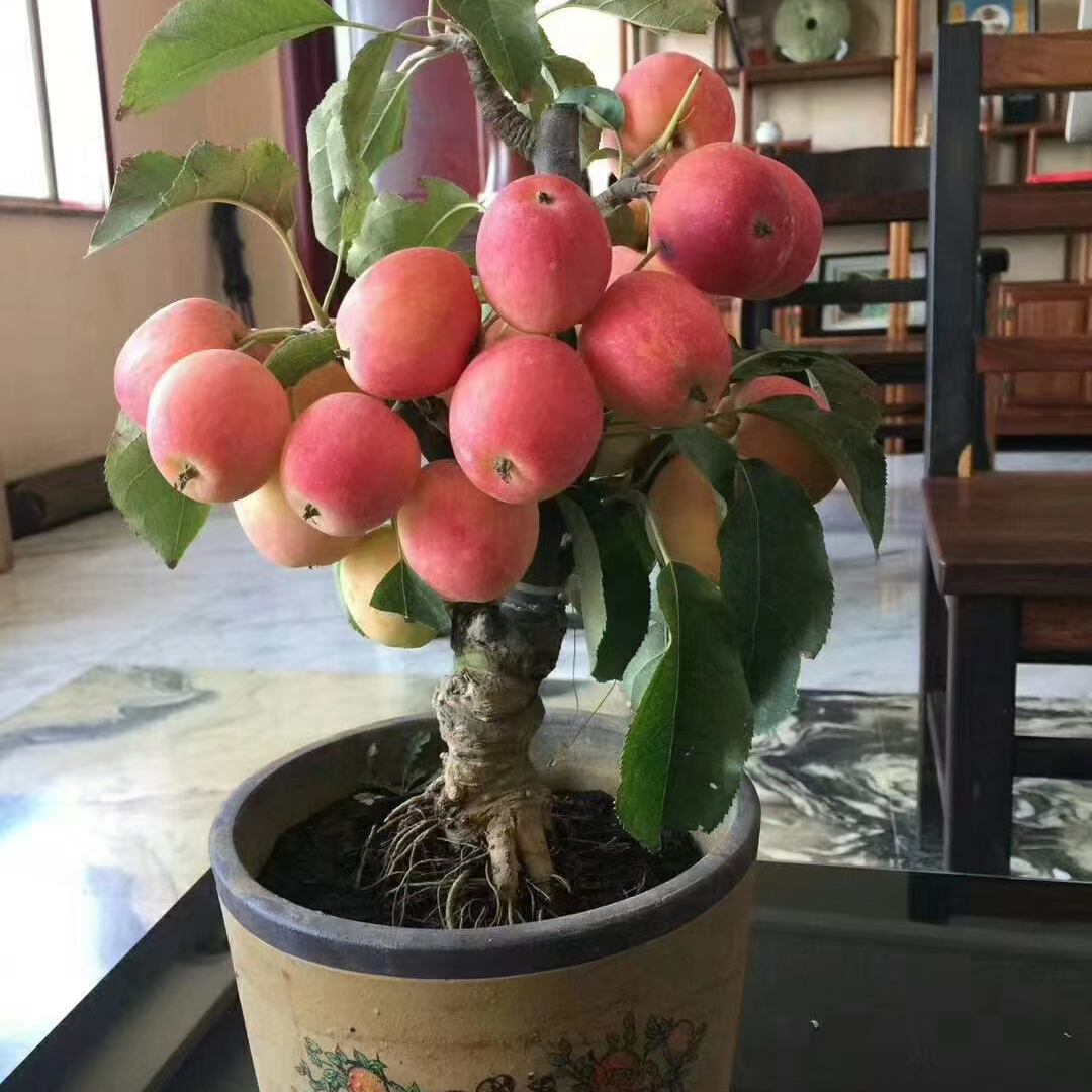 新品鸡心苹果，香妃苹果盆栽，带花苞，带土球，盆栽地栽都可以