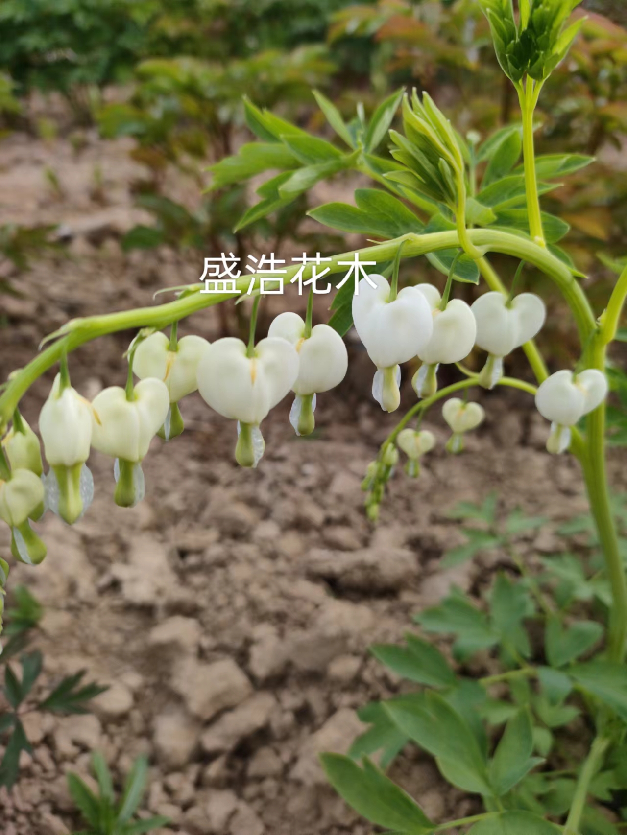 稀有白色荷包牡丹花苗，秋季发货，先送花肥，菏泽基地直发保对版